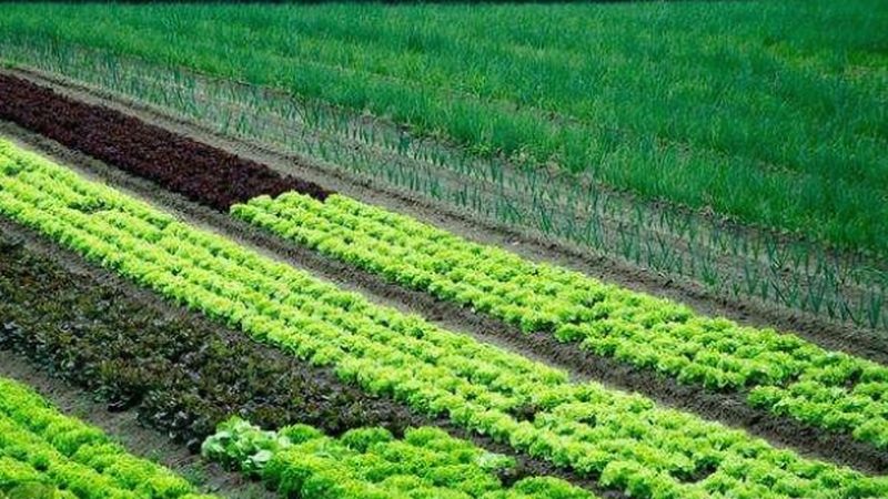 企业食堂生鲜配送成本控制：策略与要点