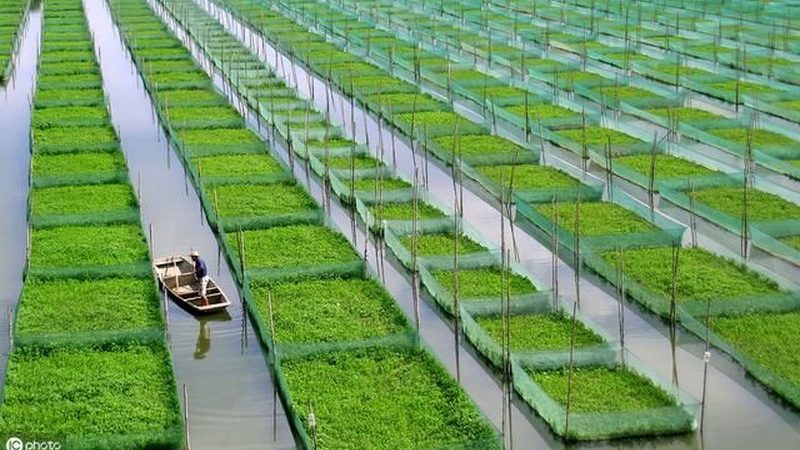 农业种植技术学习的路径与关键步骤