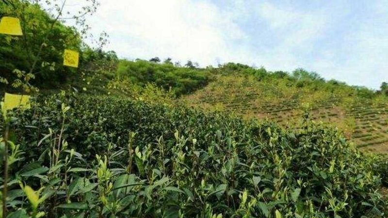 大棚农业种植：揭秘关键参数与高效管理**