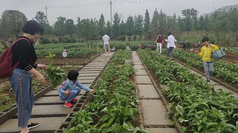 家庭有机蔬菜，如何慧眼识珠？**
