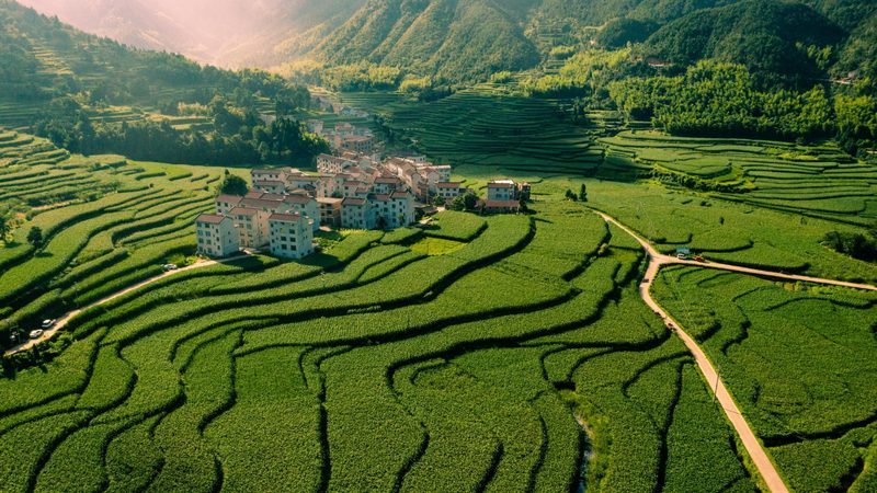 线上引流，线下转化：农产品电商的黄金法则**