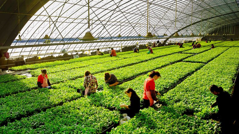大棚蔬菜种植，如何实现高效管理与技术提升？**