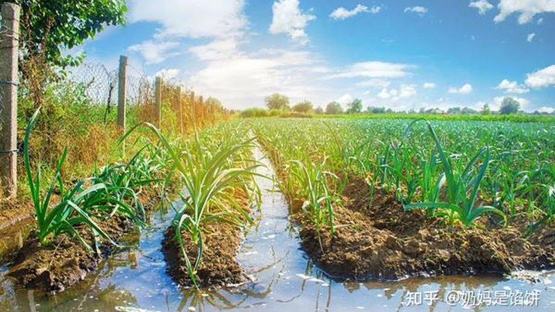 全国蔬菜批发市场供应商电话：如何找到可靠的合作伙伴**