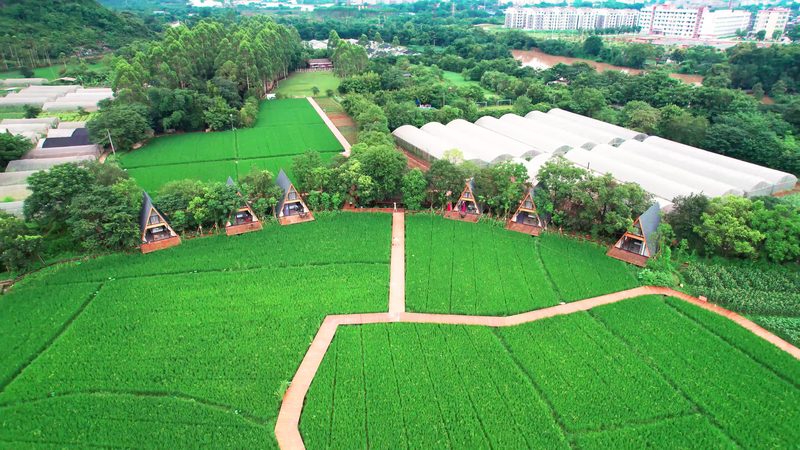 大棚种植成本解析：一亩多少钱的真相**