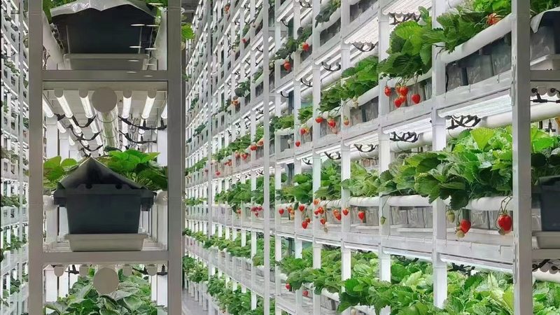 现代农业物联网解决方案：价格背后的价值考量